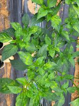 팜모닝 기타작물·병해충상담 게시글 이미지