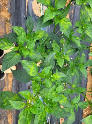 코코로님의 기타작물 · 병해충상담 작성글 사진