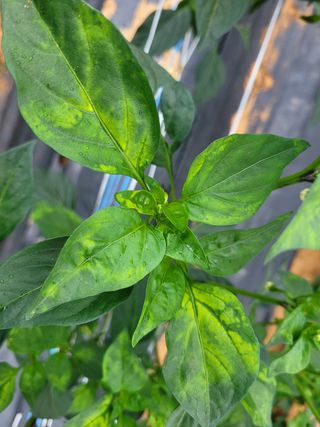 코코로님의 기타작물 · 병해충상담 작성글 사진