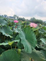 팜모닝 자유주제·칭찬해요 게시글 이미지