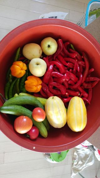 전남무안군박옥주님의 고추 · 영농일지 작성글 사진