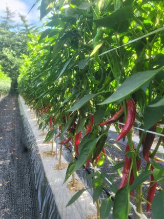 박래문님의 👍팜이웃 칭찬해요! · 참여글 작성글 사진