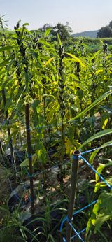 팜모닝 참깨·영농일지 게시글 이미지