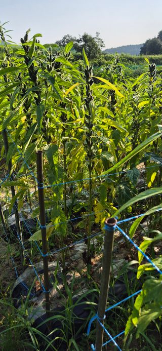 해바라기님의 참깨 · 영농일지 작성글 사진