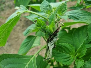 들꽃농장님의 들깨 · 병해충상담 작성글 사진