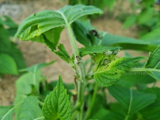 들꽃농장님의 들깨 · 병해충상담 작성글 사진