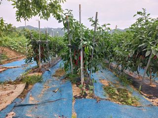 한태훈님의 고추 · 영농일지 작성글 사진