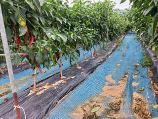 한태훈님의 고추 · 영농일지 작성글 사진