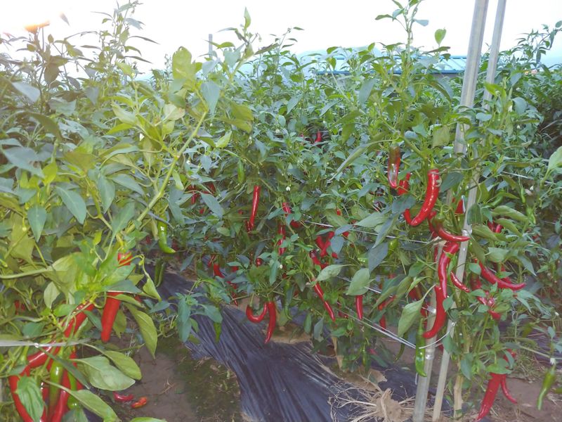 장터 상품 [평창고추가루팔아요ㅡ] 썸네일