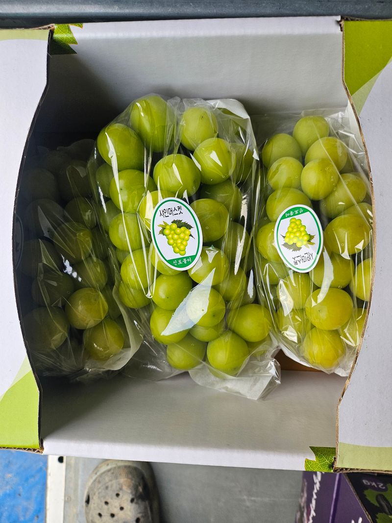 장터 상품 [샤인머스켓.블랙사파이어 2kg] 썸네일