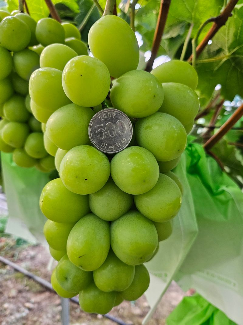 최지훈님의 장터 판매 상품 [샤인머스켓.블랙사파이어 2kg] 첨부 사진