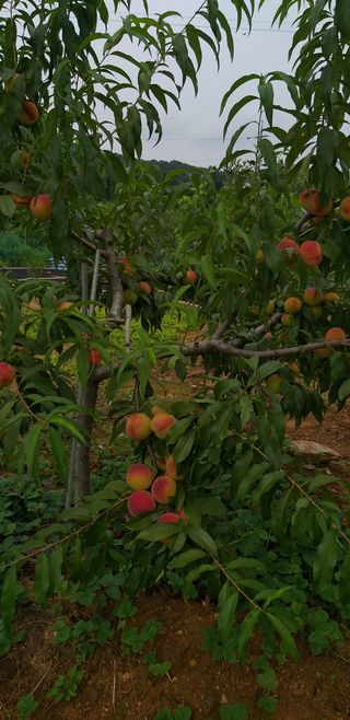 김무석님의 팜모닝 · 출석 작성글 사진