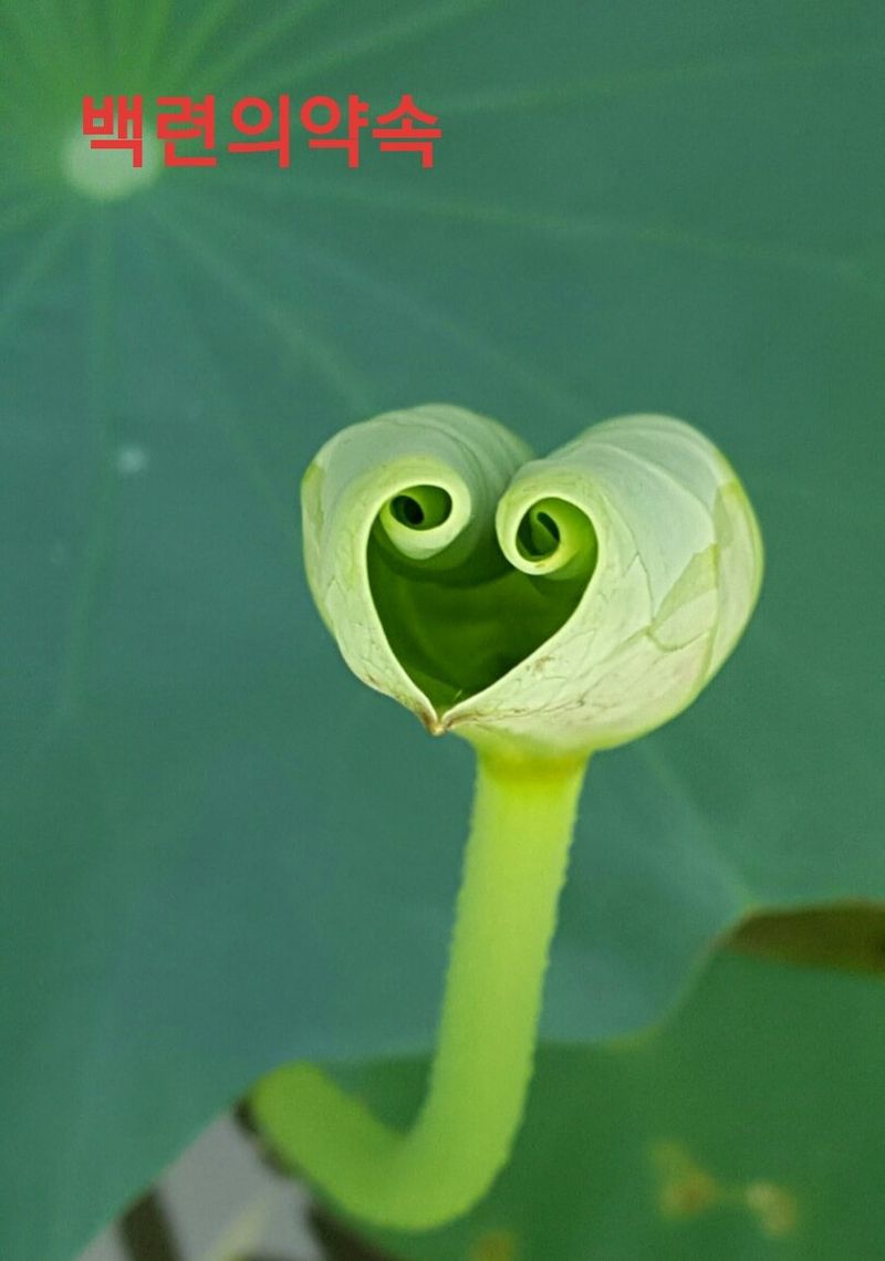 장터 상품 [생연잎,생연자,연자방] 썸네일
