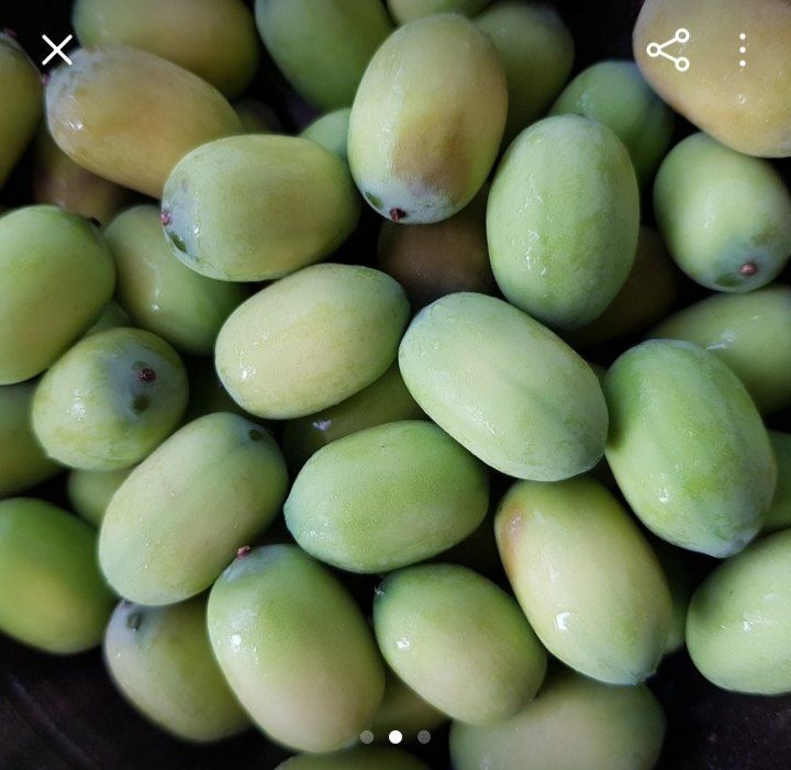 백련지기님의 장터 판매 상품 [생연잎,생연자,연자방] 첨부 사진