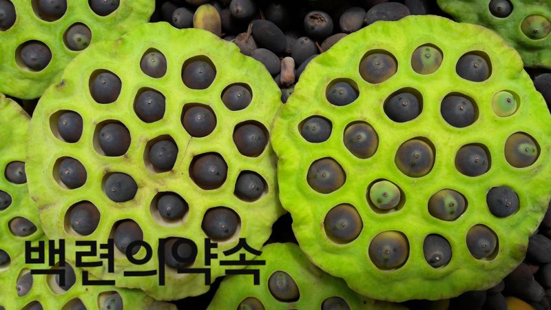 백련지기님의 장터 판매 상품 [생연잎,생연자,연자방] 첨부 사진