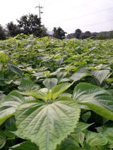 팜모닝 팜모닝·출석 게시글 이미지