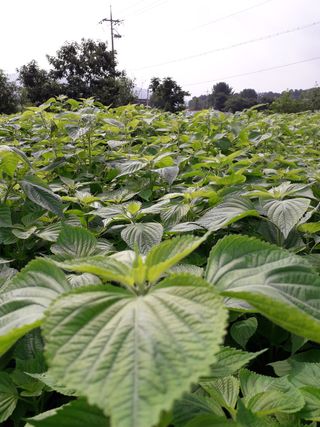 소나무둥지님의 팜모닝 · 출석 작성글 사진