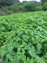 팜모닝 자유주제·자유게시판 게시글 이미지