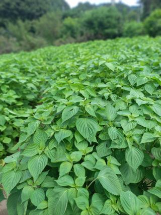 시아님의 자유주제 · 자유게시판 작성글 사진