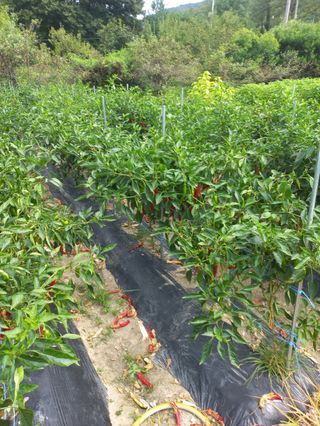 시아님의 자유주제 · 자유게시판 작성글 사진