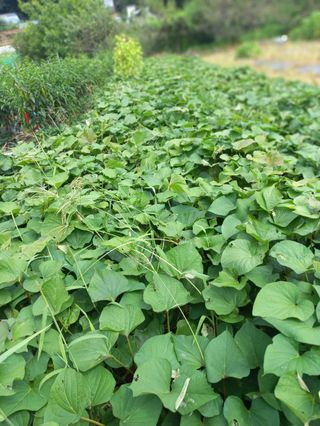 시아님의 자유주제 · 자유게시판 작성글 사진