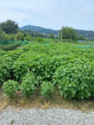 시아님의 자유주제 · 자유게시판 작성글 사진