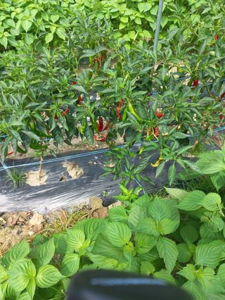 시아님의 자유주제 · 자유게시판 작성글 사진