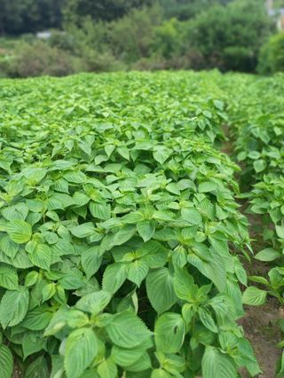 시아님의 자유주제 · 자유게시판 작성글 사진