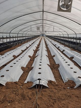 콩아줌마님의 👍팜이웃 칭찬해요! · 참여글 작성글 사진