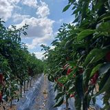 팜모닝 고추·영농일지 게시글 이미지