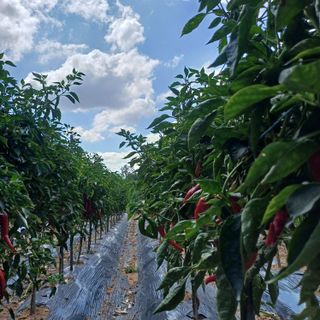 알 수 없음님의 고추 · 영농일지 작성글 사진