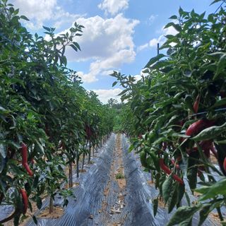 알 수 없음님의 고추 · 영농일지 작성글 사진