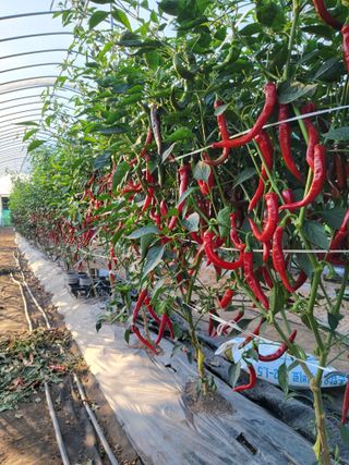 삼성리이충환님의 고추 · 영농일지 작성글 사진