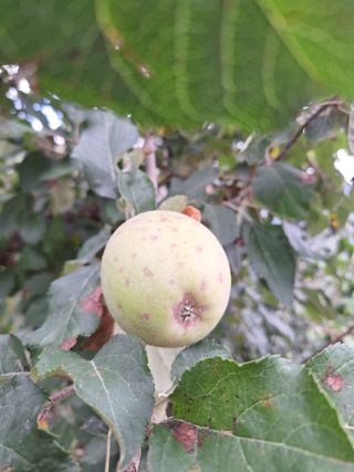 작가님님의 사과 · 병해충상담 작성글 사진