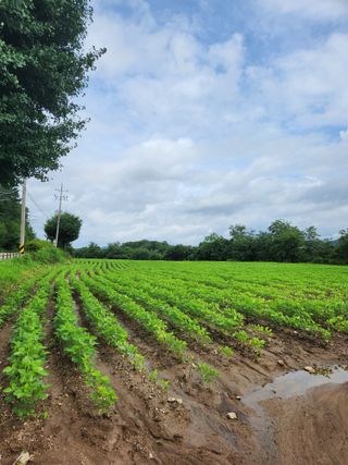 박영택님의 콩 · 영농일지 작성글 사진
