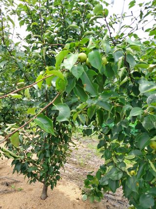 김정은님의 배 · 영농일지 작성글 사진