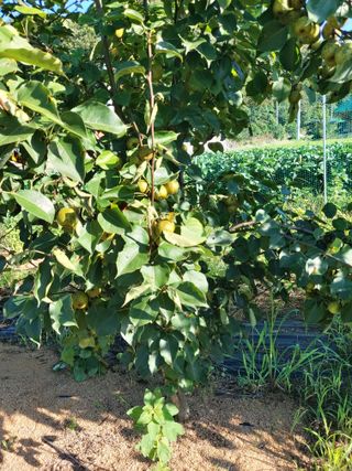 김정은님의 배 · 영농일지 작성글 사진