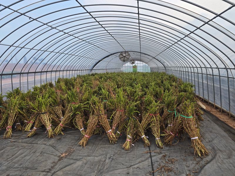 무안정농장님의 장터 판매 상품 [국산 참기름(참깨,볶음참깨)] 첨부 사진