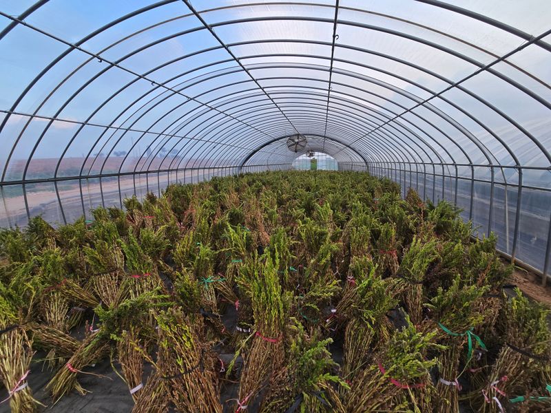 무안정농장님의 장터 판매 상품 [국산 참기름(참깨,볶음참깨)] 첨부 사진