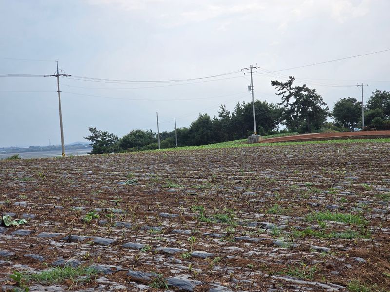 무안정농장님의 장터 판매 상품 [국산 참기름(참깨,볶음참깨)] 첨부 사진