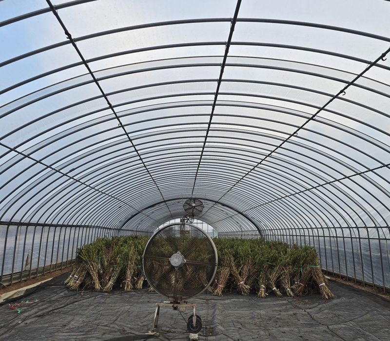 무안정농장님의 장터 판매 상품 [국산 참기름(참깨,볶음참깨)] 첨부 사진