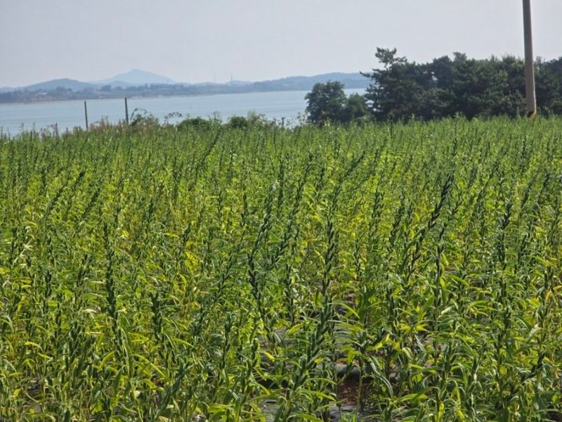 무안정농장님의 장터 판매 상품 [국산 참기름(참깨,볶음참깨)] 첨부 사진