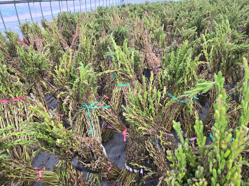 무안정농장님의 장터 판매 상품 [국산 참기름(참깨,볶음참깨)] 첨부 사진