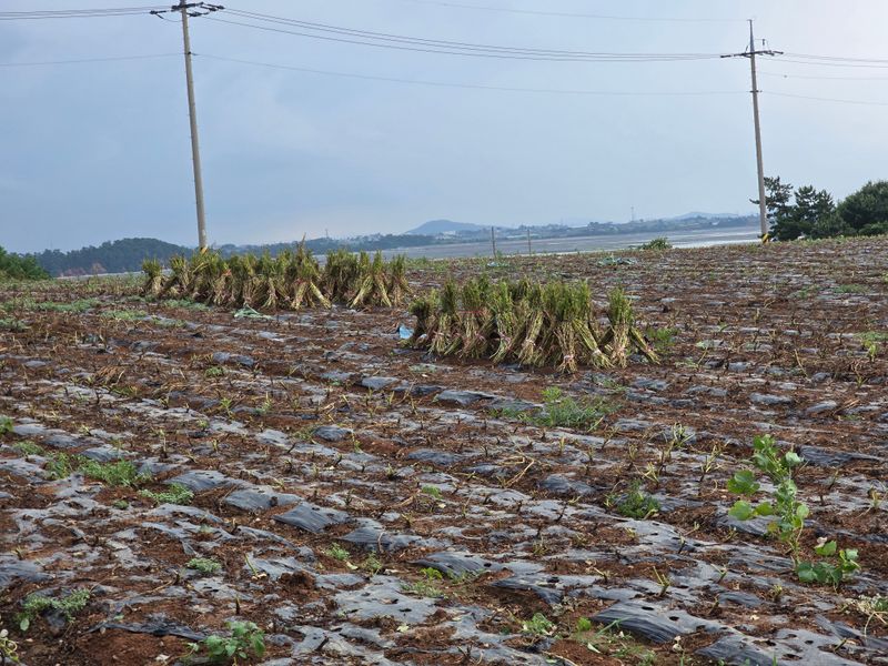 무안정농장님의 장터 판매 상품 [국산 참기름(참깨,볶음참깨)] 첨부 사진