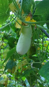 팜모닝 오이·영농일지 게시글 이미지