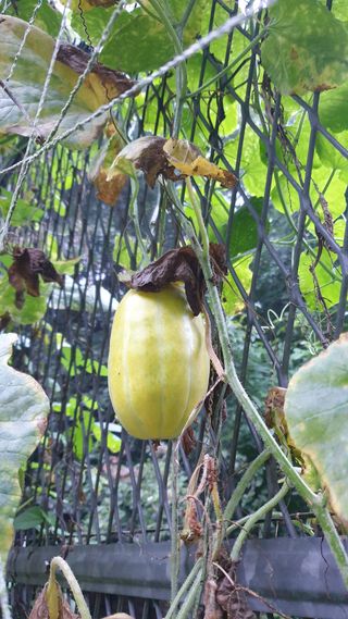 마늘양파참님의 오이 · 영농일지 작성글 사진