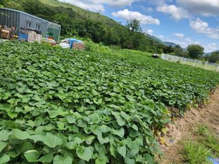 자미농원~김미자님의 고구마 · 영농일지 작성글 사진