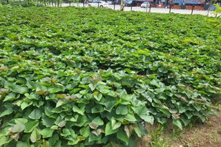 자미농원~김미자님의 고구마 · 영농일지 작성글 사진