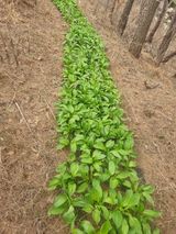 팜모닝 기타작물·영농일지 게시글 이미지