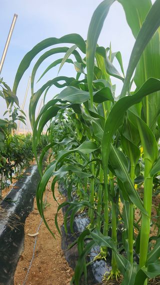 이후성님의 고추 · 영농일지 작성글 사진